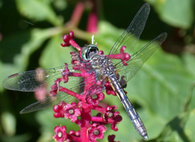 Blue Dasher